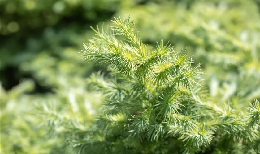 Larix kaempferi 'Wolterdingen'