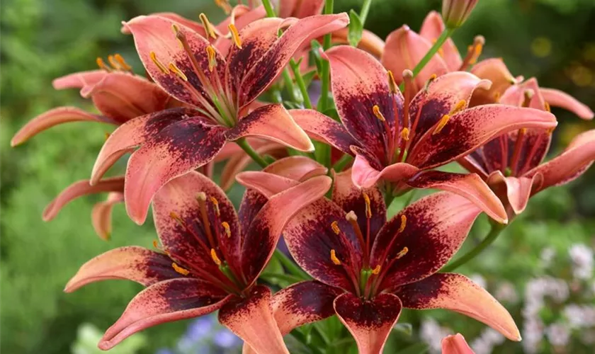 Lilium 'Whistler'®