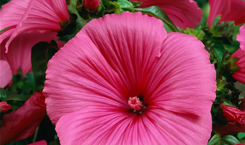 Lavatera trimestris 'Ruby Regis'