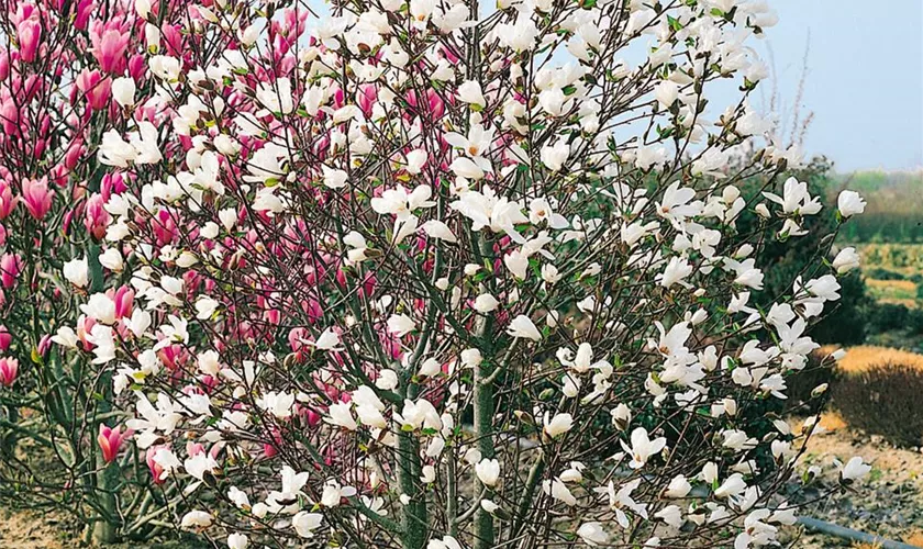 Magnolia x loebneri 'Snowdrift'