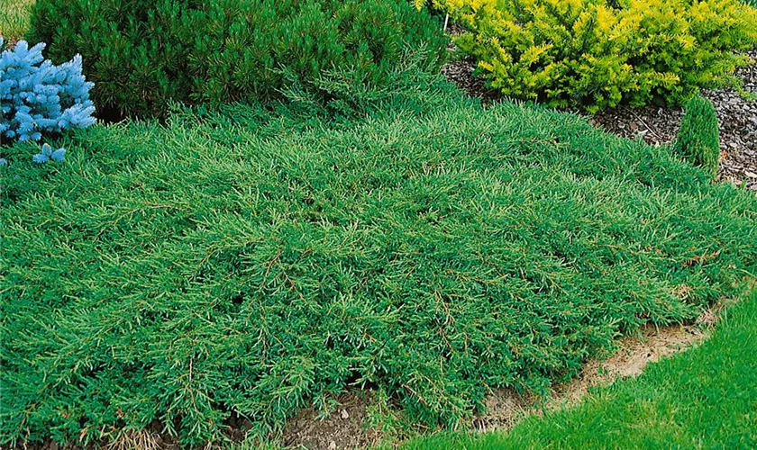 Juniperus communis 'Anna Maria'