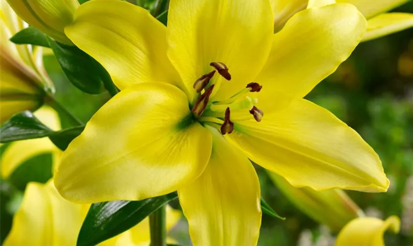 Lilium 'Yellow Power'®