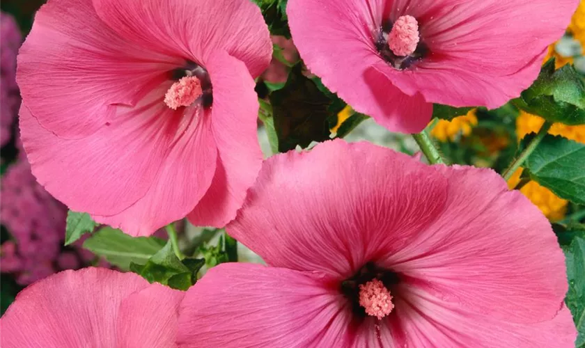 Lavatera trimestris 'Tanagra'