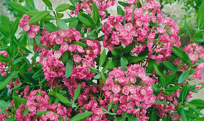 Kalmia angustifolia 'Gnom'