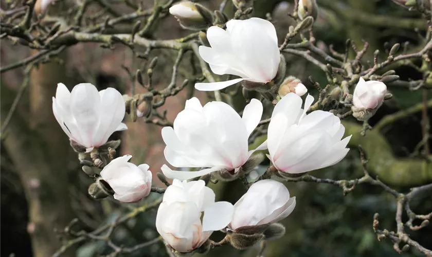 Magnolia x loebneri 'Wildcat'