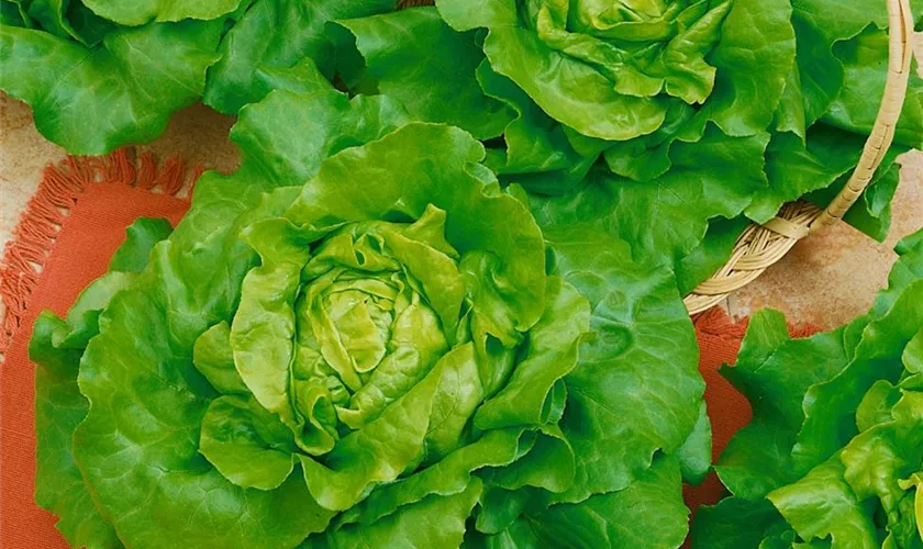 Lactuca sativa var. capitata 'Dynamite'