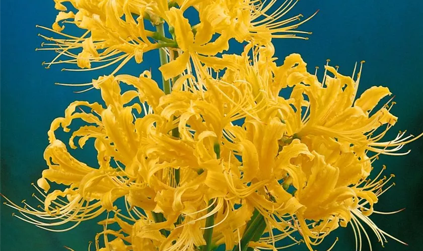 Lycoris aurea