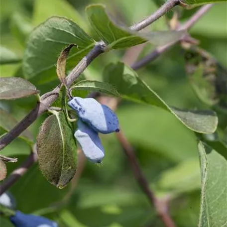 Blaue Heckenkirsche 'Duet'