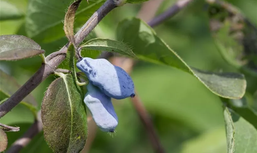 Lonicera caerulea var. kamtschatica 'Maistar'