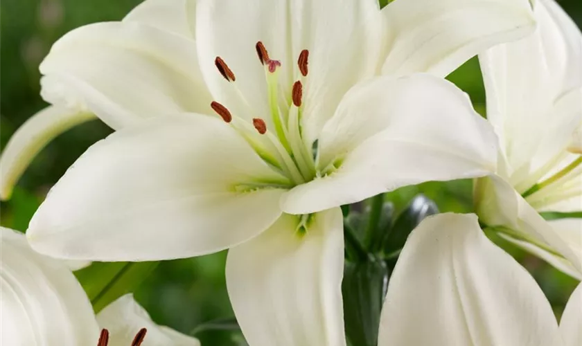 Lilium 'Yeti'