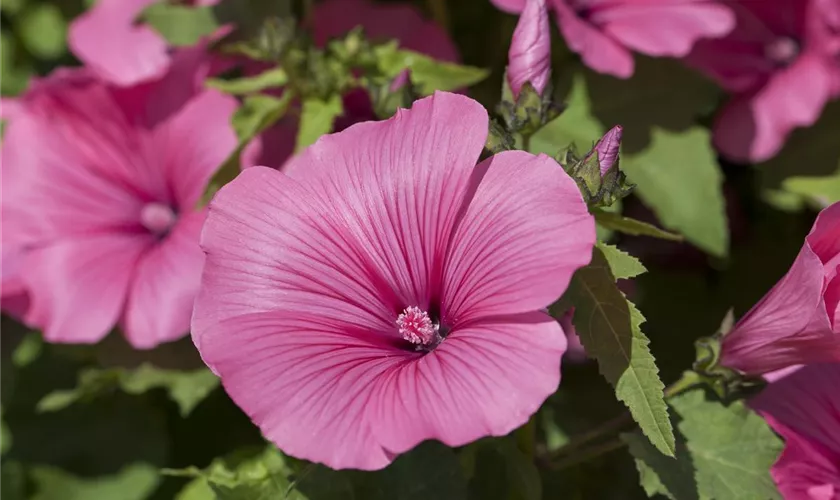 Lavatera trimestris 'Twins Hot Pink'