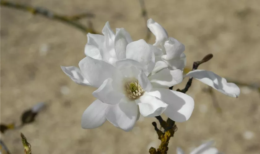 Magnolia x proctoriana 'Slavin´s Snowy'