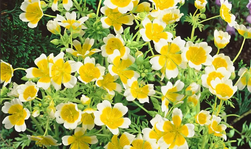 Limnanthes douglasii