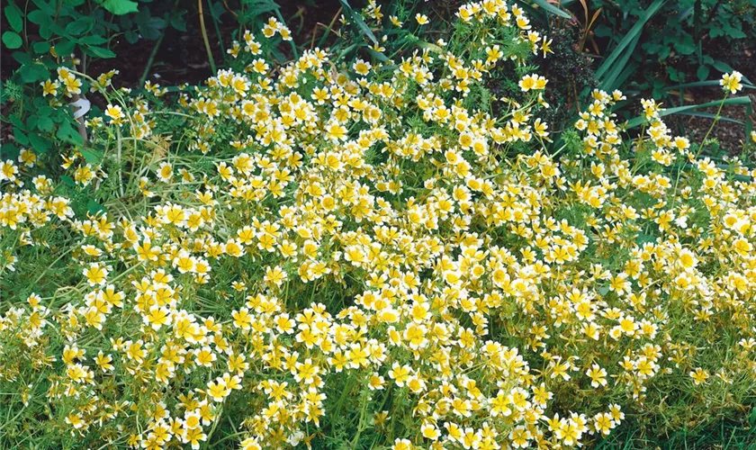 Limnanthes douglasii 'Poached Eggs'