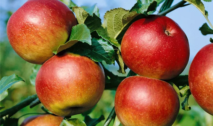 Malus domestica 'Kaiser Alexander'