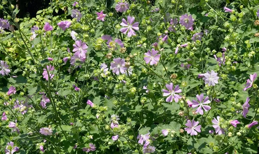 Lavatera x clementii