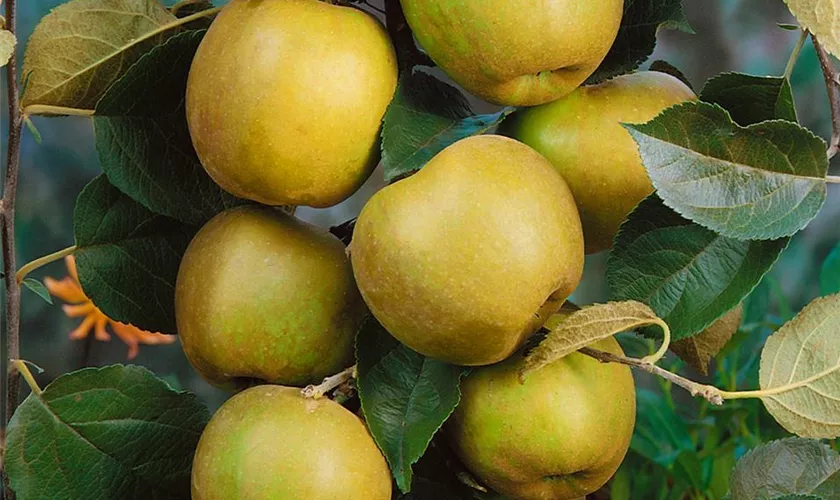 Malus domestica 'Zabergäu Renette'