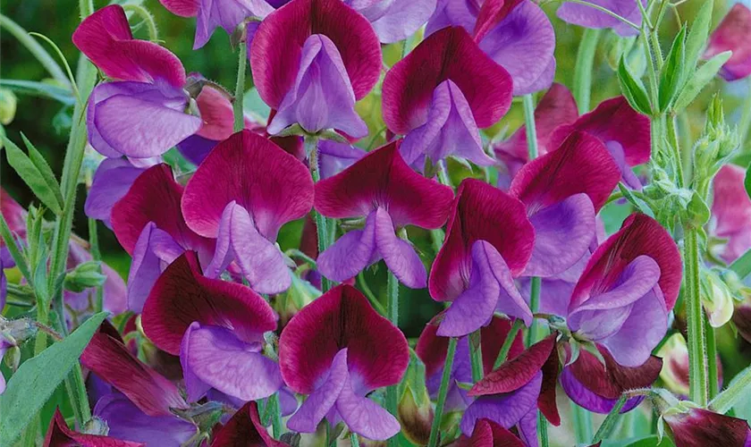 Lathyrus odoratus 'Matucana'