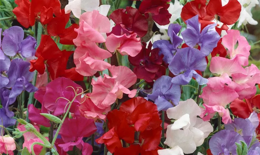 Lathyrus odoratus 'Cuthbertson Floribunda'