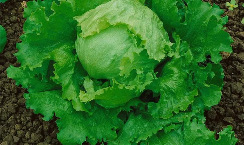 Lactuca sativa var. capitata 'Fortunas'