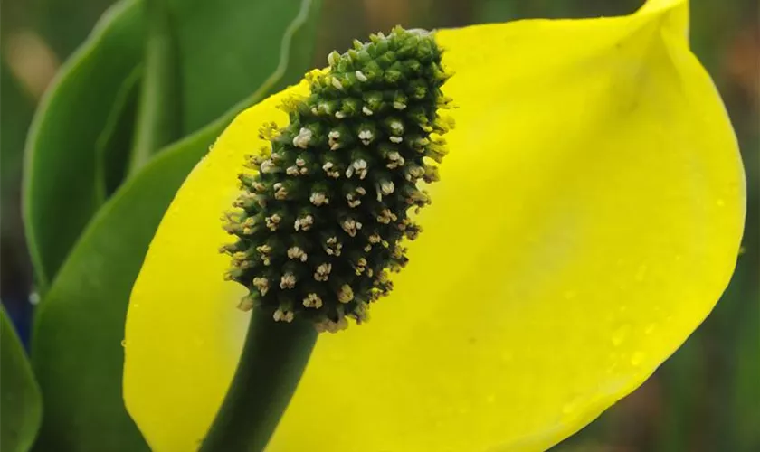 Lysichiton americanus