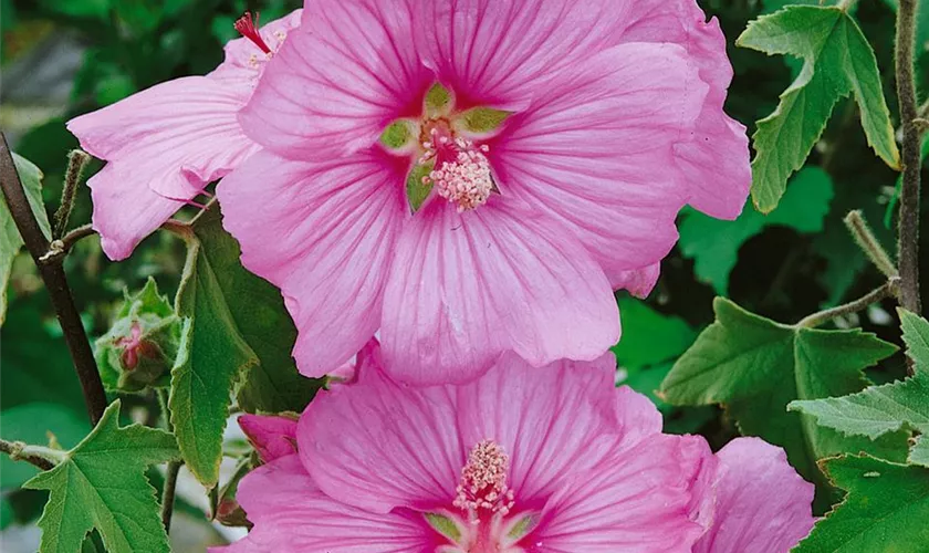 Lavatera x olbia 'Rosea'