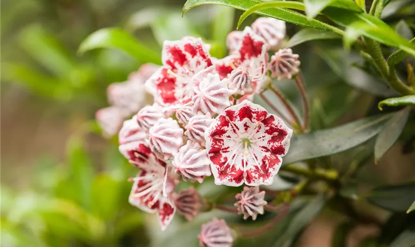 Kalmia latifolia 'Bandeau'