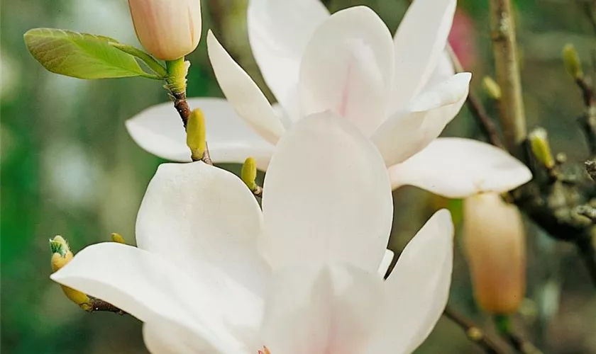 Tulpenmagnolie 'Alba Superba'