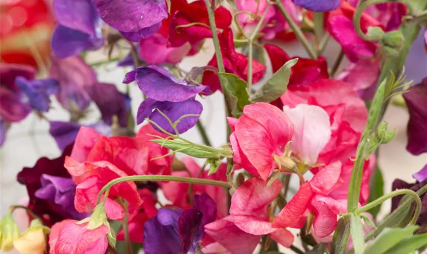 Lathyrus odoratus 'Heirloom Bicolour'