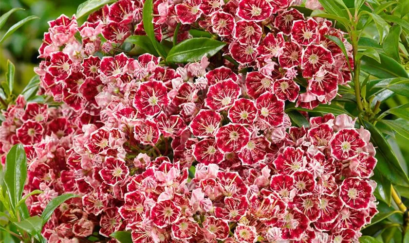 Kalmia latifolia 'Bullseye'