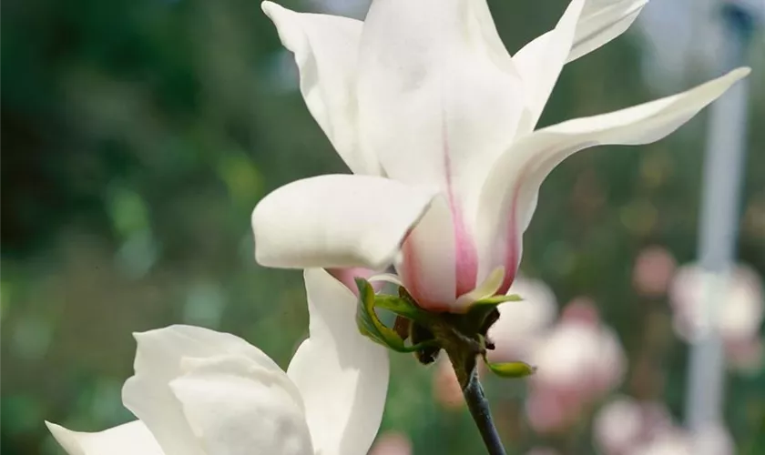 Tulpen-Magnolie 'Amabilis'