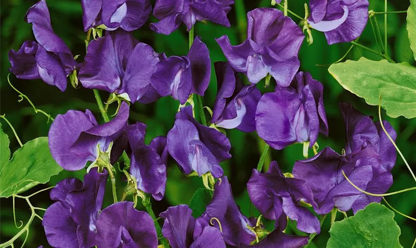 Lathyrus odoratus 'Blue Velvet'