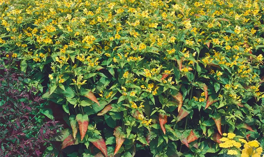 Lysimachia ciliata