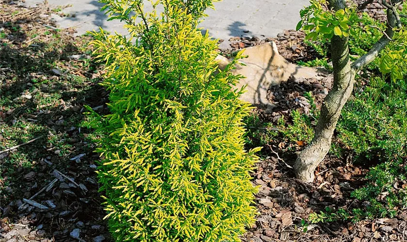 Juniperus communis 'Gold Cone'