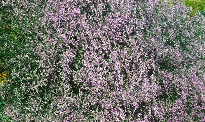 Limonium latifolium 'Blauer Diamant'