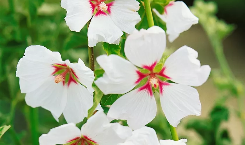 Lavatera x olbia 'Blushing Bride'