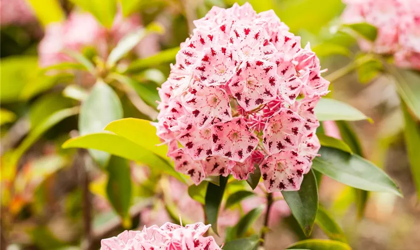 Kalmia latifolia 'Corona'