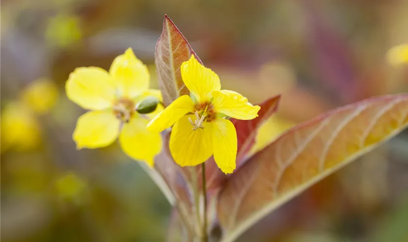 Lysimachia ciliata 'Firecracker'