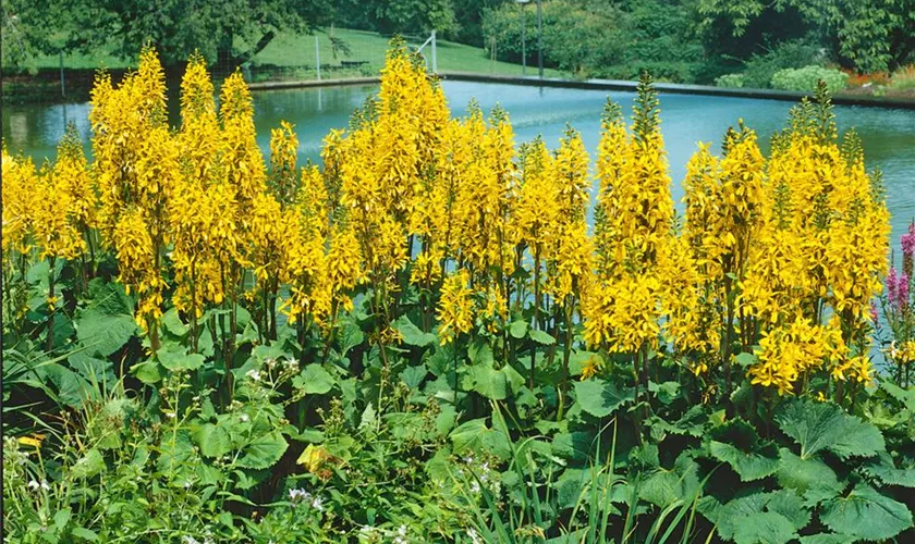 Ligularia stenocephala 'Weihenstephan'