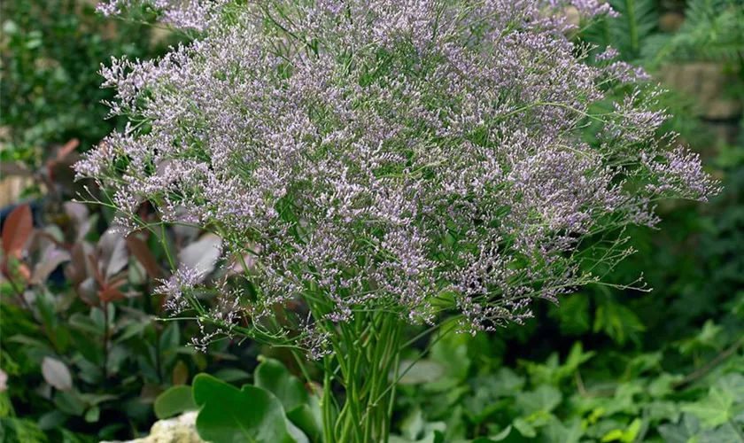 Breitblättriger Steppenschleier 'Blue Dream'