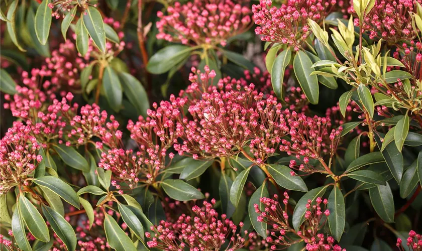 Kalmia latifolia 'Eskimo'