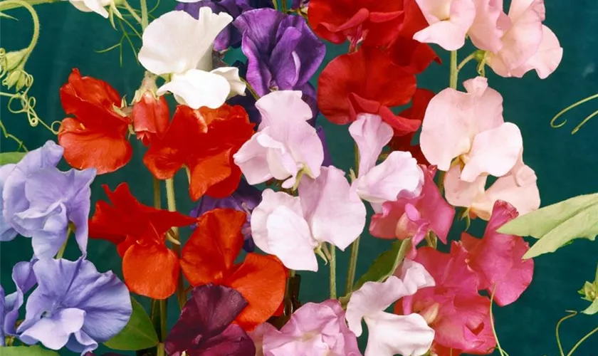 Lathyrus odoratus 'Laura'