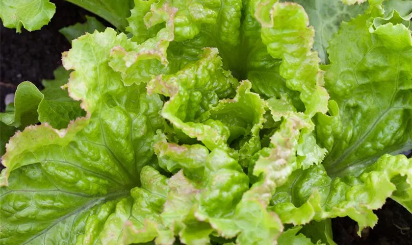 Lactuca sativa var. capitata 'Laibacher Eis'