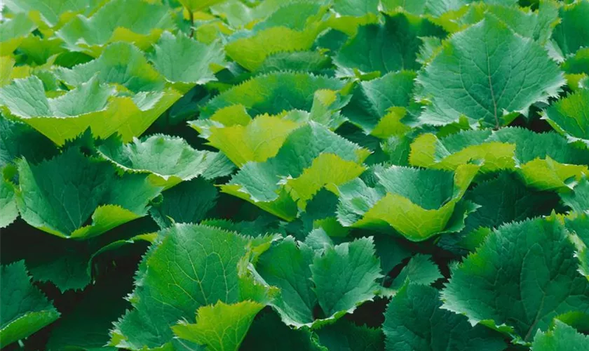 Ligularia stenocephala 'Zepter'