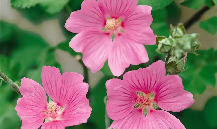 Lavatera x olbia 'Kew Rose'