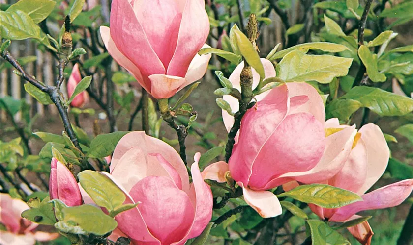 Tulpen-Magnolie 'Lennei'