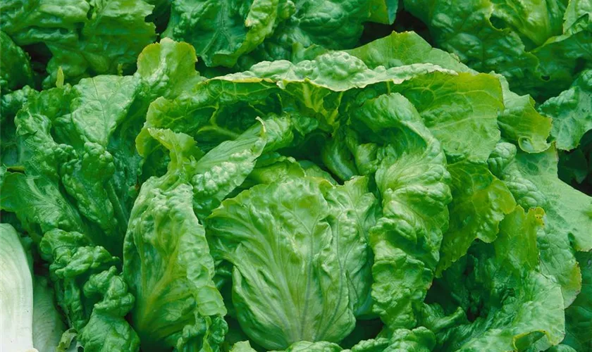 Lactuca sativa var. capitata 'Leny'