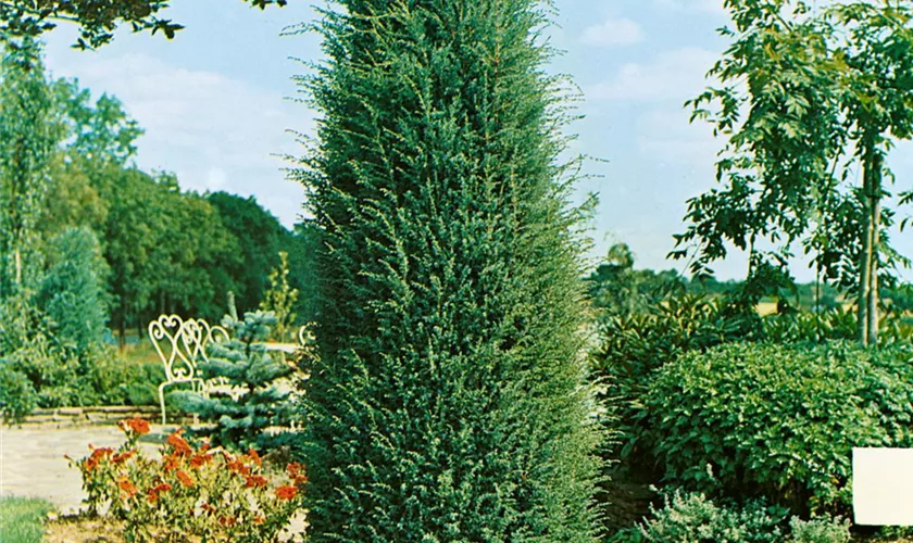 Juniperus communis 'Hibernica'