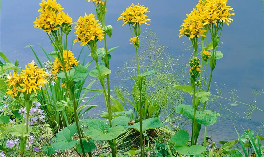 Ligularia x hessei 'Gregynog Gold'