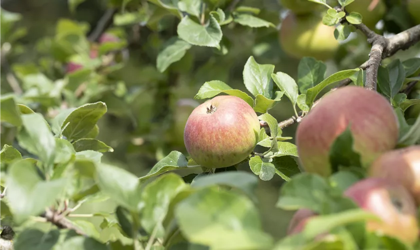 Malus domestica 'Landsberger Renette'